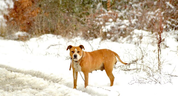 Photo dog on snow covered tree