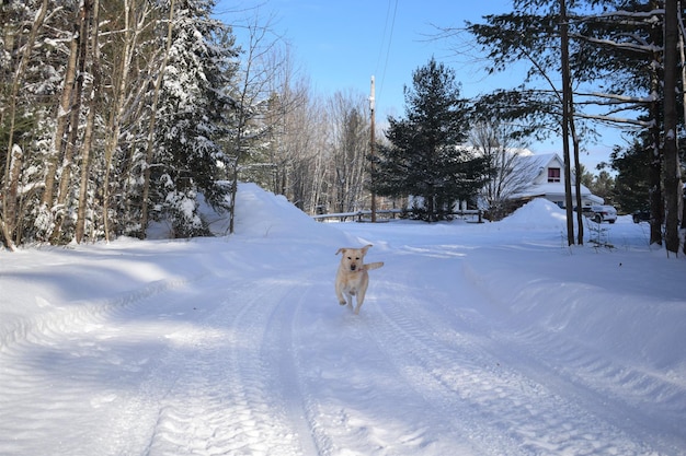 空の向こうの雪に覆われた木の上にいる犬