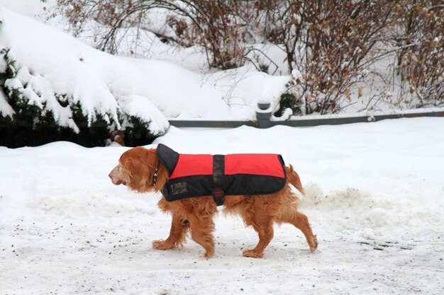 冬に雪で覆われた木の上にいる犬