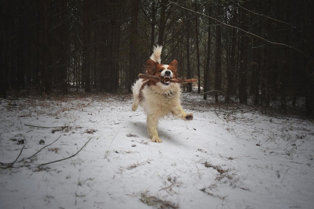 冬に雪で覆われた木の上にいる犬