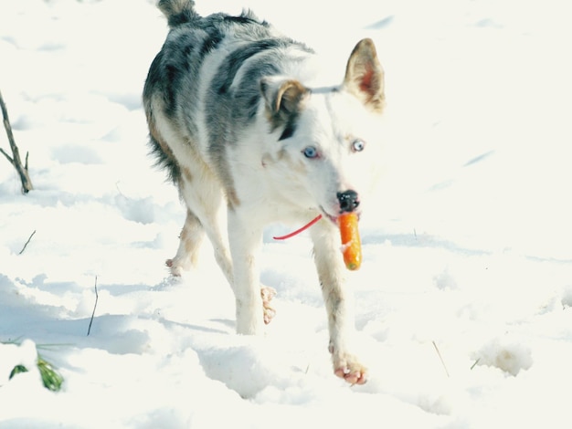 Foto cane sul campo di neve contro il cielo