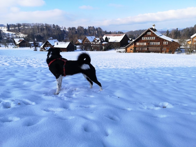 村の前で雪の中の犬