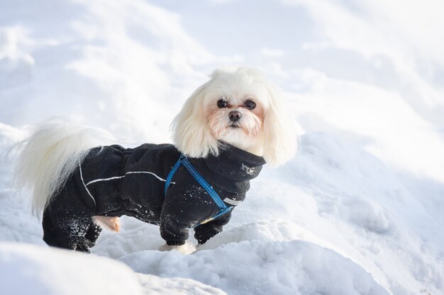 Cane neve invernale