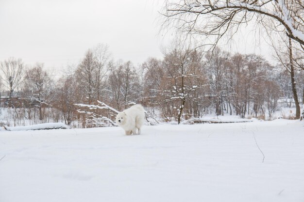 Photo a dog in the snow with a tree in the background