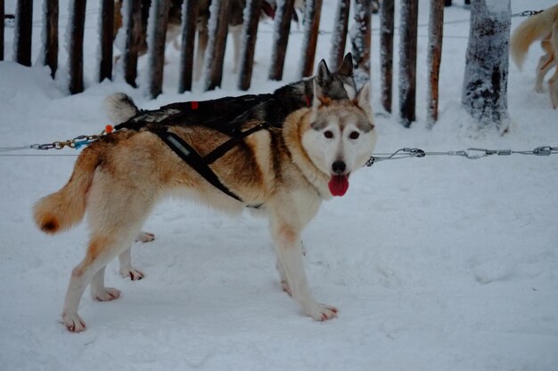 Dog on snow