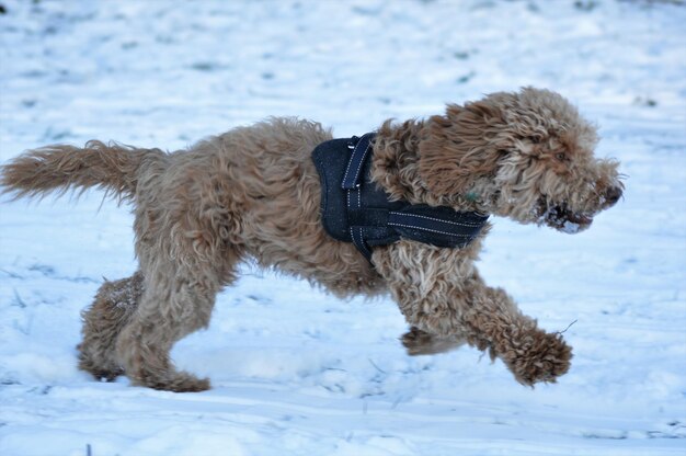 雪の上の犬