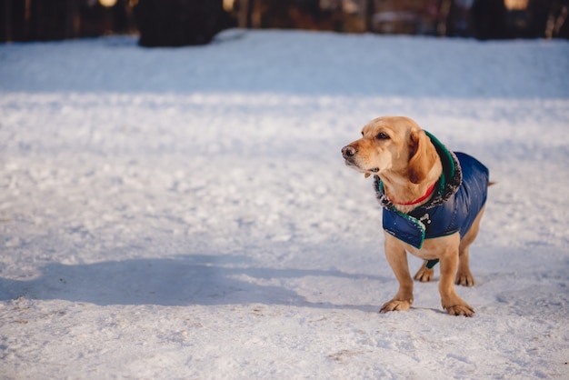 雪の中で犬