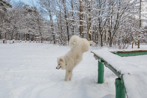 собака в снегу