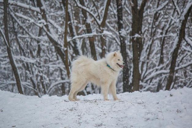 A dog in the snow