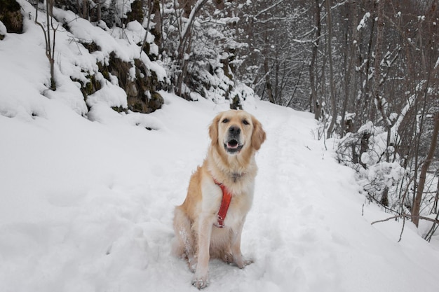 雪の中で犬