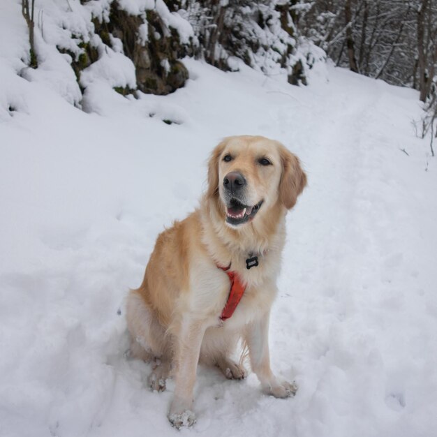 雪の中の犬