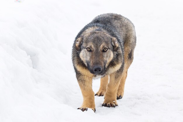 雪の中の犬