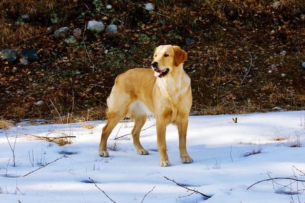 Dog on snowy field during winter