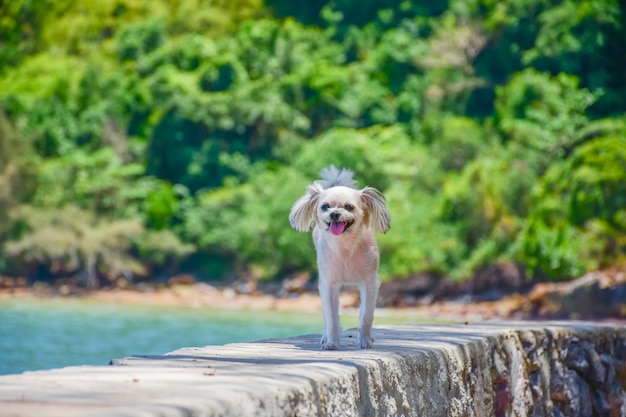 Dog so cute beige color mixed breed on the rocky beach