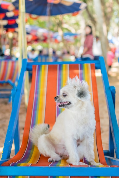 Dog so cute beige color mixed breed sitting on beach chair