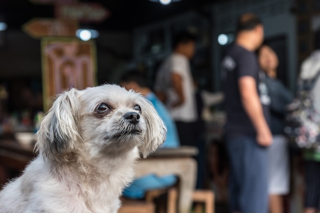 犬がとてもかわいいベージュ色の混合品種、幸せな楽しみ