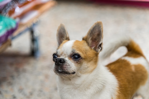 犬とてもかわいいチワワの品種茶色と白の色