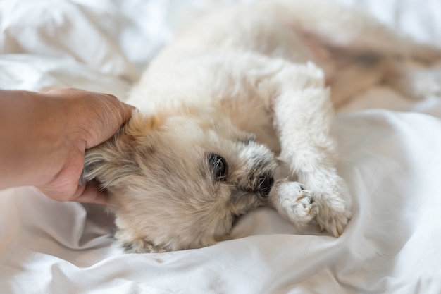 犬はとてもかわいい混合品種の睡眠は白いベールとベッドの上に何かをベッドで見る