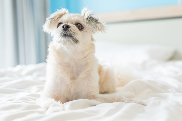 Собака, так милая смешанная порода, лежит на кровати с белой вуалью и смотрит на что-то на кровать