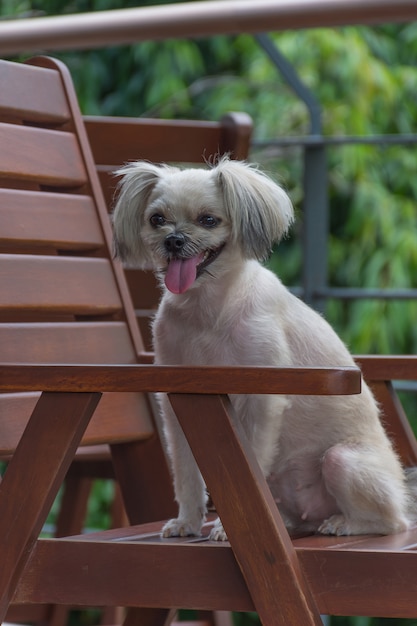 의자에 Shih-Tzu, Pomeranian 및 Poodle이있는 귀여운 혼합 품종 개