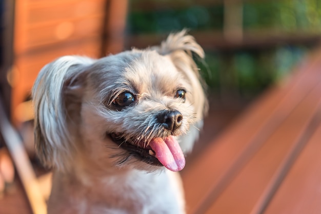 犬はかわいい混合品種、Shih-Tzu、Pomeranian、プードルは椅子に座っています