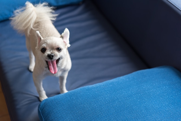 Dog so cute standing on sofa looking at something