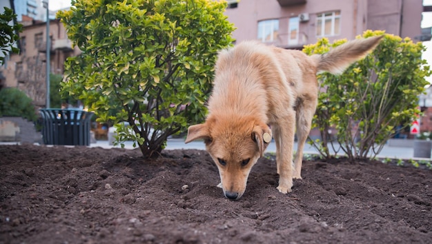 Dog in soil in the streetxA