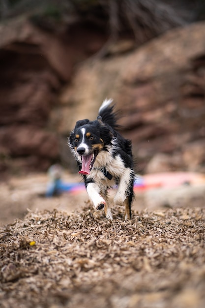 ビーチで全力疾走する犬、自由に歩く幸せなボーダーコリー