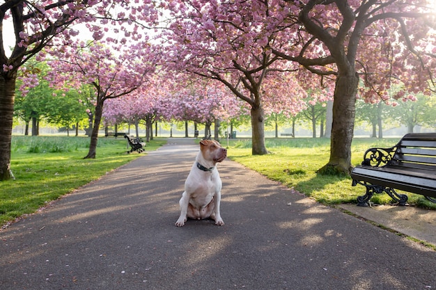 Dog staffordshire terrier sitting on a path with cherry blossom flower tree.