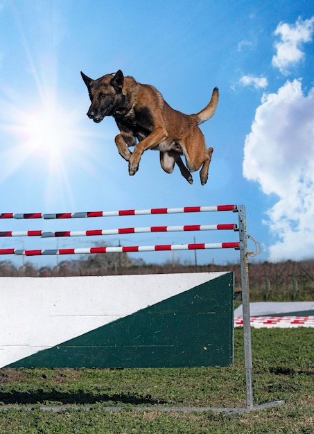 写真 アメリカの国旗に立つ犬