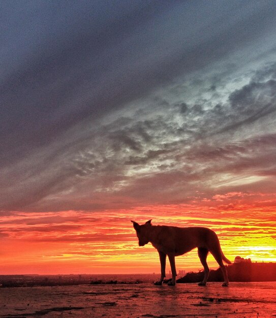 写真 夕暮れの雲の空に立っている犬