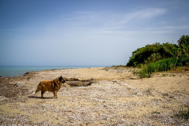 Foto cane in piedi contro il mare sulla spiaggia