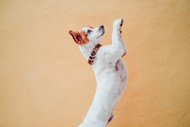 壁に立っている犬