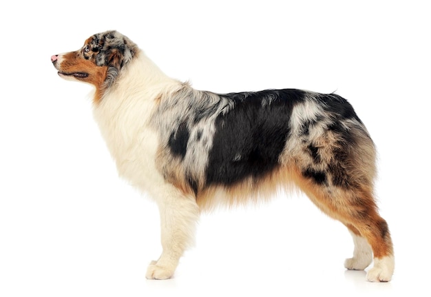 白い背景に立っている犬