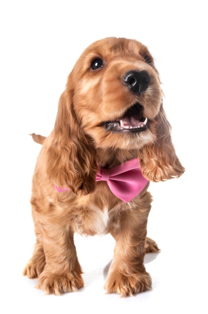 Photo dog standing against white background