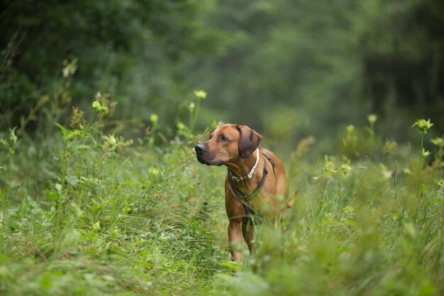 植物の中に立っている犬