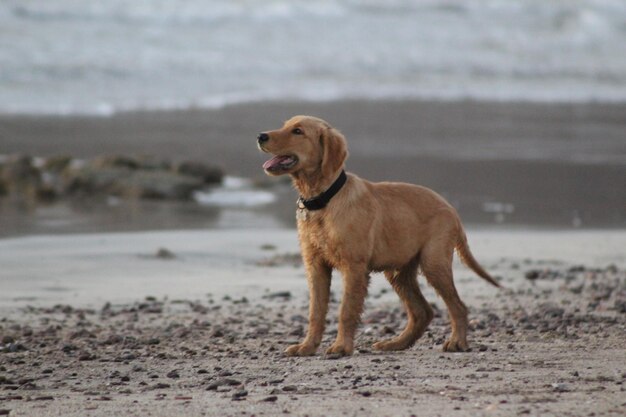 Foto cane in piedi sulla spiaggia contro il mare