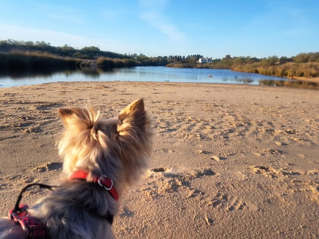 Photo dog standing at beach against sky