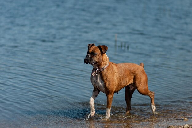 Foto cane in piedi sulla spiaggia