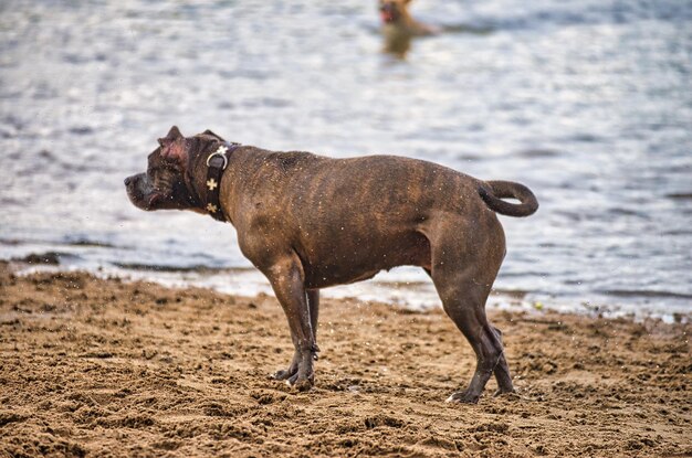 Foto cane in piedi sulla spiaggia