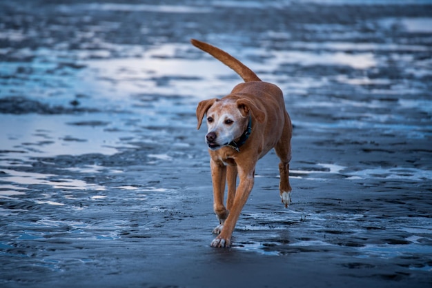 Foto cane in piedi sulla spiaggia