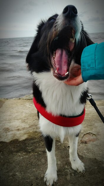 Foto cane in piedi sulla spiaggia