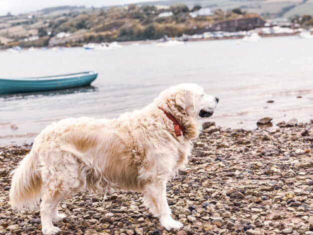 Foto cane in piedi sulla spiaggia