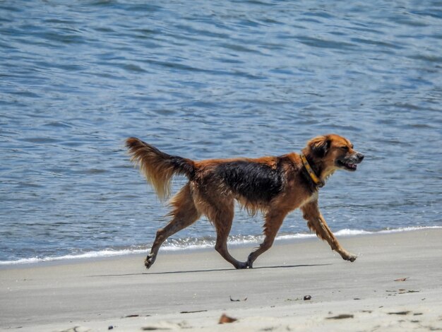 Dog standing on beach