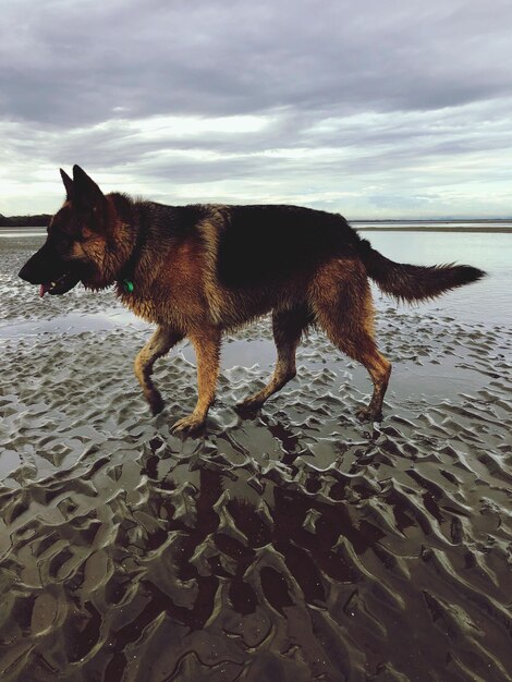 Photo dog standing on beach