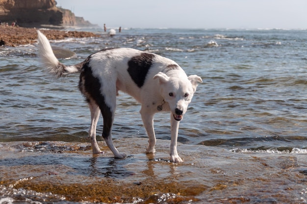 Foto cane in piedi sulla spiaggia