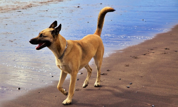 Foto cane in piedi sulla spiaggia