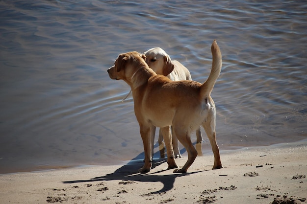 Foto cane in piedi sulla spiaggia