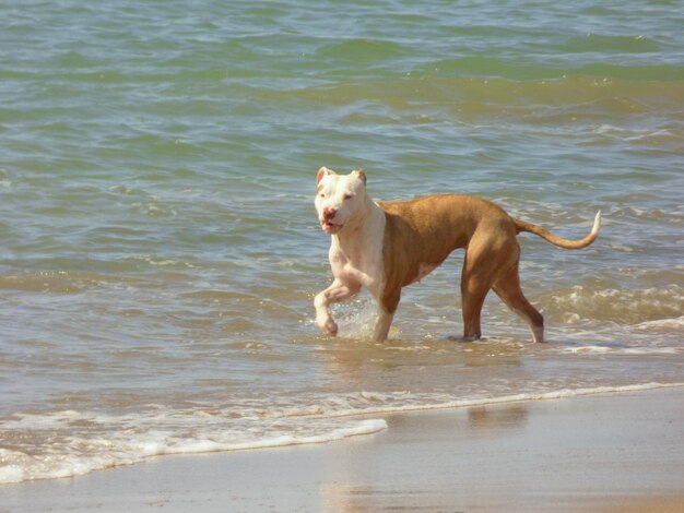 Dog standing on beach