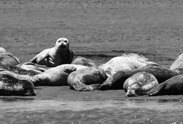 Foto cane in piedi sulla spiaggia